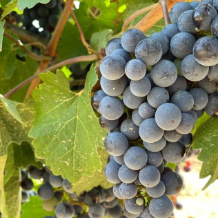 Visita a Bodegas Vicente Gandía con Cata de Vinos y Tabla de Quesos y Embutidos para dos (Las Cuevas de Utiel, Valencia)