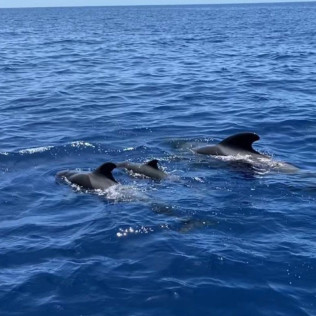 Crucero Vikingo con Avistamiento de Ballenas y Delfines (Santa Cruz de Tenerife)