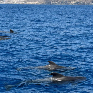 Crucero Vikingo con Bebidas y Baño (Tenerife)  