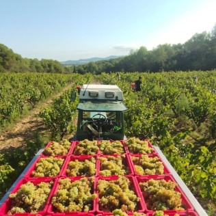 Paseo por los Viñedos con Desayuno de Payés y Cata de 3 Vinos en Mulet Viticultors (Santa Fe del Penedès, Barcelona)