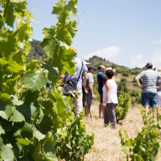 Visita a Viñedos en 4x4, Bodega, Cata de Vinos, Aperitivo y Comida en Cellers Baronia del Montsant (Tarragona)