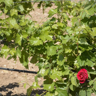 Escapada en Sercotel AB Arganda con Desayuno y Visita a Bodega Vinícola de Arganda con Degustación de Vinos (Madrid)