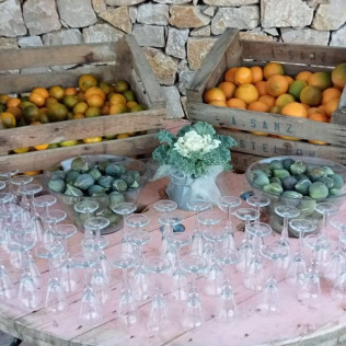 Visita Top Máxima: Visita Guiada a Bodega Mas de Rander y Viñas con Cata de Aceite y Cata de 8 Vinos (Torreblanca, Castellón)