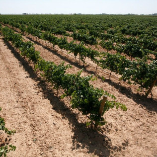 Escapada con Visita a Bodegas Castiblanque y Cata de Vino (Campo de Criptana, Ciudad Real)