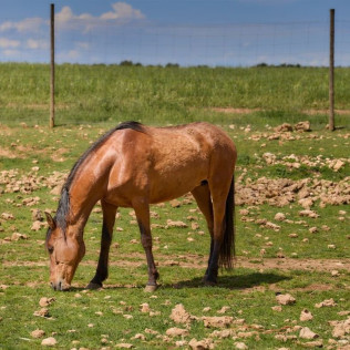 Pícnic en el Bosque y Visita a Bodega para dos en Bosque de Matasnos (Peñaranda de Duero, Burgos)