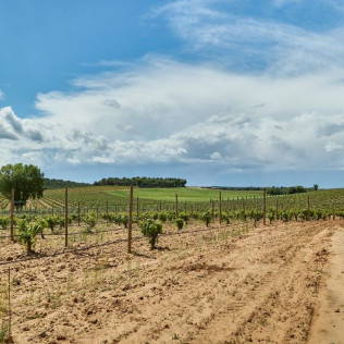 Pícnic en el Bosque y Visita a Bodega para dos en Bosque de Matasnos (Peñaranda de Duero, Burgos)