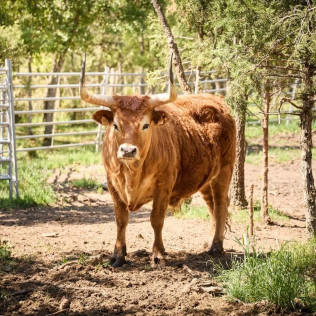 Pícnic en el Bosque y Visita a Bodega para dos en Bosque de Matasnos (Peñaranda de Duero, Burgos)