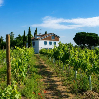 Visita a Bodega y Cata de Vinos para dos en Bodegas Rodríguez y Sanzo (Rueda, Valladolid)