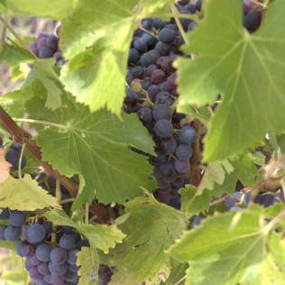 Visita a Bodega y Cata de Vinos con Aperitivo en Cellers Baronia del Montsant (Tarragona)