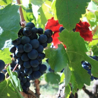 Visita a Bodega y Cata de Vinos con Aperitivo en Cellers Baronia del Montsant (Tarragona)