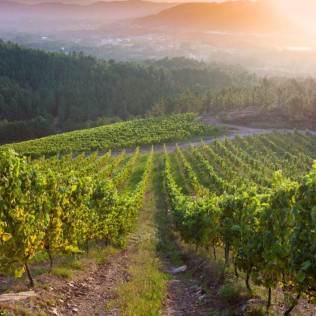 Armonía en Cuatro Tiempos: Visita a Viñedos y Bodega con Degustación de Vinos y Quesos para dos en Terras Gauda (Pontevedra)