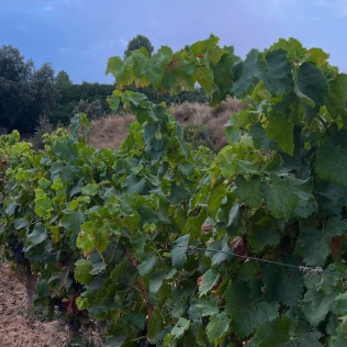 Visita a Bodega y Cata de Vino para dos en Bodegas Dominio Maestrazgo (Alcorisa, Teruel)