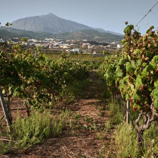 Visita Guiada con Cata de Vinos en Bodegas Viñátigo (La Guancha, Santa Cruz de Tenerife)