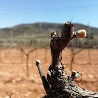 Visita, Cata de Vinos y Aperitivo para dos en l'Estanquer (Canet lo Roig, Castellón)