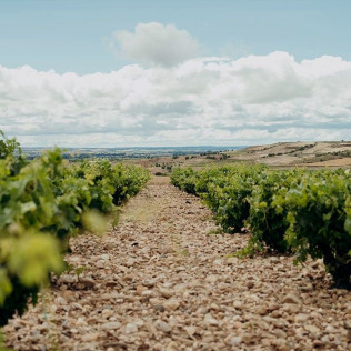 Visita a Bodegas Elías Mora con Cata de Vinos y Degustación para dos (San Román de Hornija, Valladolid)