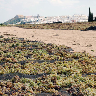 Visita a Bodegas Pérez Barquero con Cata de Vinos y Baños Árabes para dos en Casa Baños de la Villa (Córdoba)