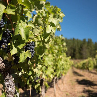 Visita a la Bodega Picos de Cabariezo con Cata de Vinos y Licores para dos (Cantabria)