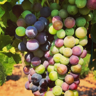 Visita a Bodega y Cata de 4 Vinos para dos en Bodega Marqués de Montecierzo (Navarra)