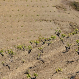 Cata de Vino para dos en BUIL & GINÉ (Tarragona)
