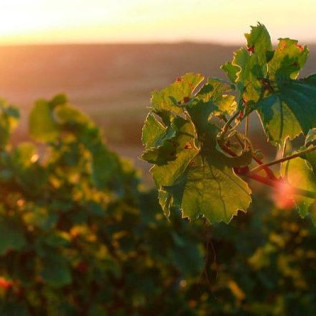 Visita a Bodega La Viña del Abuelo, Degustación de un Vino y una Tapa para dos (Toro, Zamora)