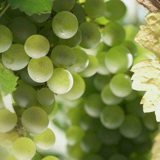 Visita a Bodega y Cata de Vinos para dos en Finca Montepedroso (Valladolid)