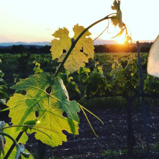 Visita a Bodega y Degustación para dos en Bodega Mayo García (Castellón)