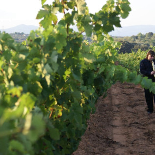 Visita a Bodega y Degustación para dos en Bodega Mayo García (Castellón)