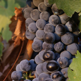 Visita a Bodega y Degustación para dos en Bodega Mayo García (Castellón)