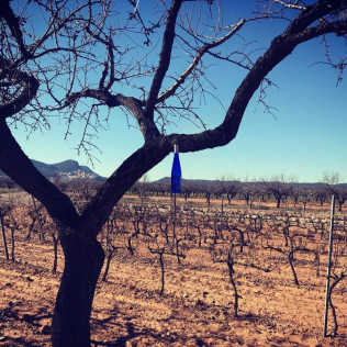 Visita a Bodega y Degustación para dos en Bodega Mayo García (Castellón)