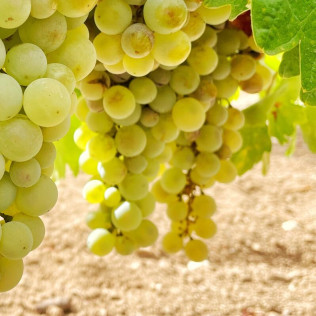 Visita a Bodega y Cata de Vinos en Bodega Emina Ribera (Valladolid)