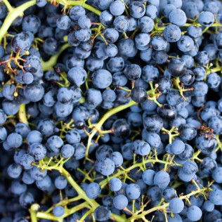 Visita a Bodega y Cata de Vinos en Bodega Emina Ribera (Valladolid)