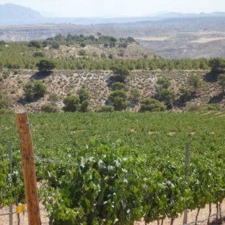 Visita a Bodega Pago de Almaraes con Degustación de Vinos y Embutidos de la zona para dos (Benalúa, Granada)