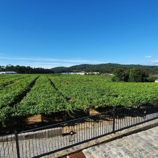 Visita a Bodega Granbazán, Cata de Vinos y Comida para dos (Vilanova de Arousa, Pontevedra)