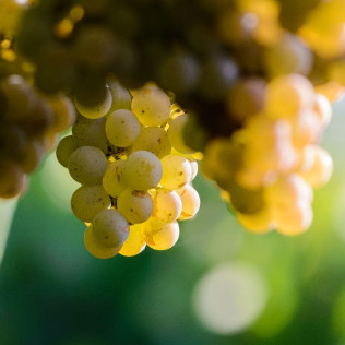Visita a Bodega Granbazán, Cata de Vinos y Comida para dos (Vilanova de Arousa, Pontevedra)