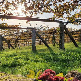 Visita a Bodega Granbazán, Cata de Vinos y Comida para dos (Vilanova de Arousa, Pontevedra)