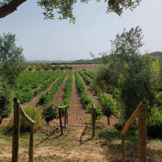 Ruta del Vino: Visita a Bodega Mainetes, Cata de Vino y Tapas para dos (Fuente Álamo, Albacete)