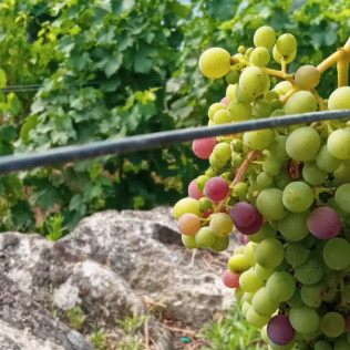 Visita a Bodega Via Romana y Viñedos con Cata de 3 Vinos para dos (Lugo)