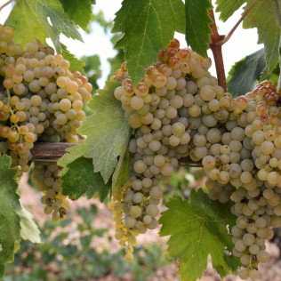 Visita a Bodegas La Soterraña con Cata de Vinos y Aperitivo para dos (Olmedo, Valladolid)