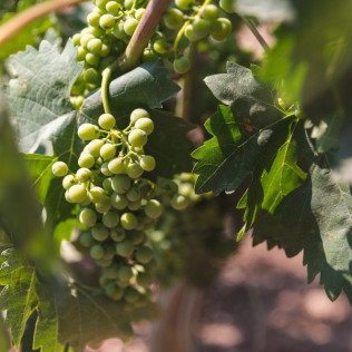 El Vino Te Habla: Visita a Bodega, Aperitivo y Cata de Vino en Bodegas Emilio Moro (Valladolid)