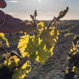 El Vino Te Habla: Visita a Bodega, Aperitivo y Cata de Vino en Bodegas Emilio Moro (Valladolid)