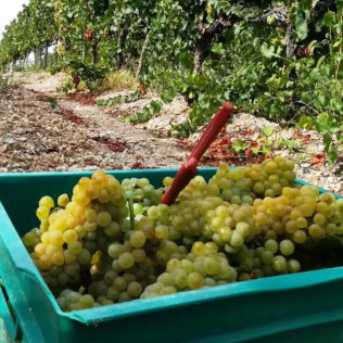 Visita Guiada a Bodega ENATE, interpretación de la Sala de Arte y cata para dos (Salas Bajas, Huesca)