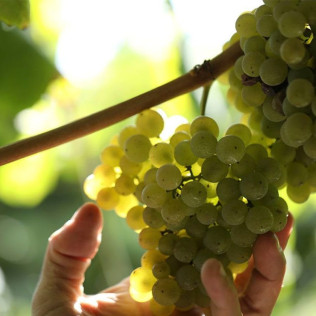 Visita a Bodegas Martín Códax con Cata de 2 Vinos para dos (Pontevedra)