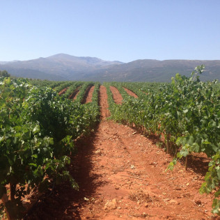 Visita a las Bodegas Muñana y Degustación de vino para dos (Granada)