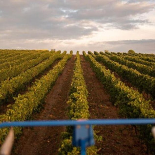 Visita a Bodegas Protos con Cata de 3 Vinos y aperitivo para dos (Peñafiel, Valladolid)