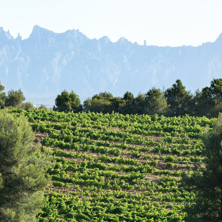 Visita a Museo y Caves Castellroig con Cata y Aperitivo para dos (Barcelona)