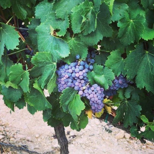 Visita a Museo y Caves Castellroig con Cata y Aperitivo para dos (Barcelona)