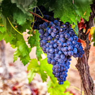 Visita y Degustación de Vinos en Bodegas Gordonzello con Aperitivo para dos (León)