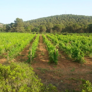 Visita a Caves Montau de Sadurní con Cata de Vinos y Botella de Vino para dos (Begues, Barcelona)
