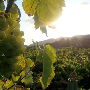 Visita a Caves Montau de Sadurní con Cata de Vinos y Botella de Vino para dos (Begues, Barcelona)