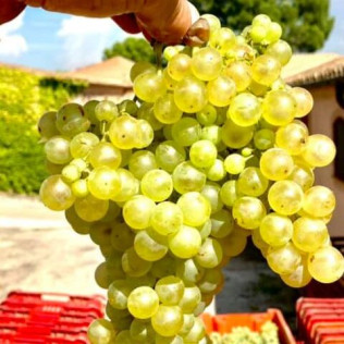 Visita, Degustación y Botella de Cava en el Celler Carles Andreu para dos (Pira, Tarragona)